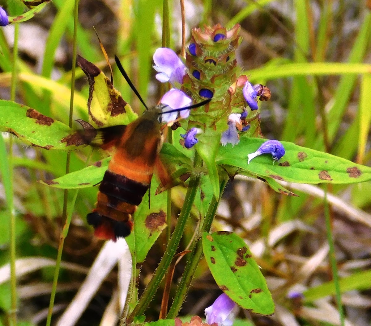 Hummingbird Clearwing