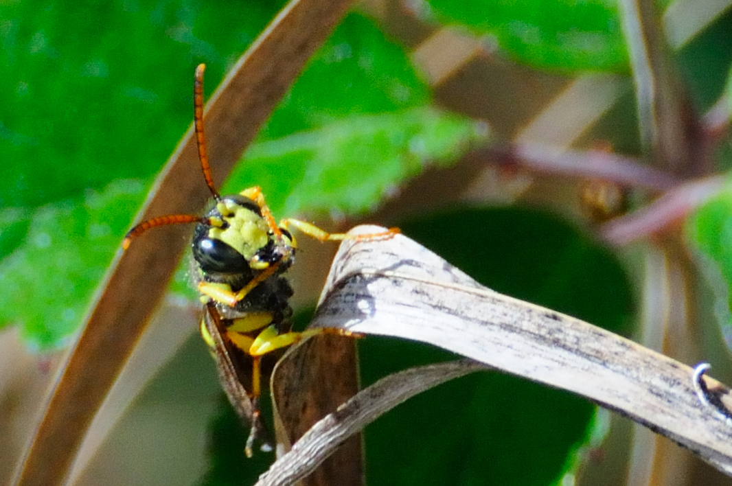 Solitary Bee; Abeja Solitaria