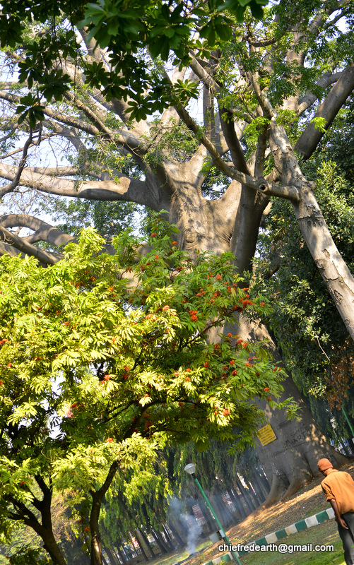 Red Silk-Cotton; Red Cotton Tree, silk-cotton or kapok