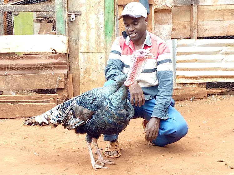 Zackary Gitonga poses with one of his turkeys at his home in Ugweri, Embu East.