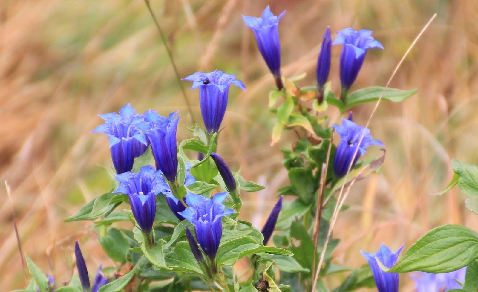 リンドウ｜敬老の日におすすめのお花の鉢植え