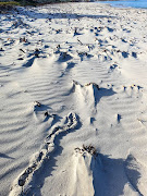 Tracks left in the sand by the elusive creature.