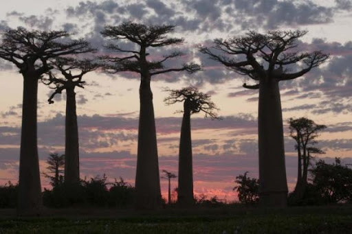 Istraživači otkrivaju istoriju evolucije baobaba