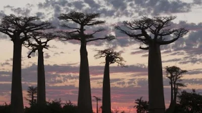 Istraživači otkrivaju istoriju evolucije baobaba