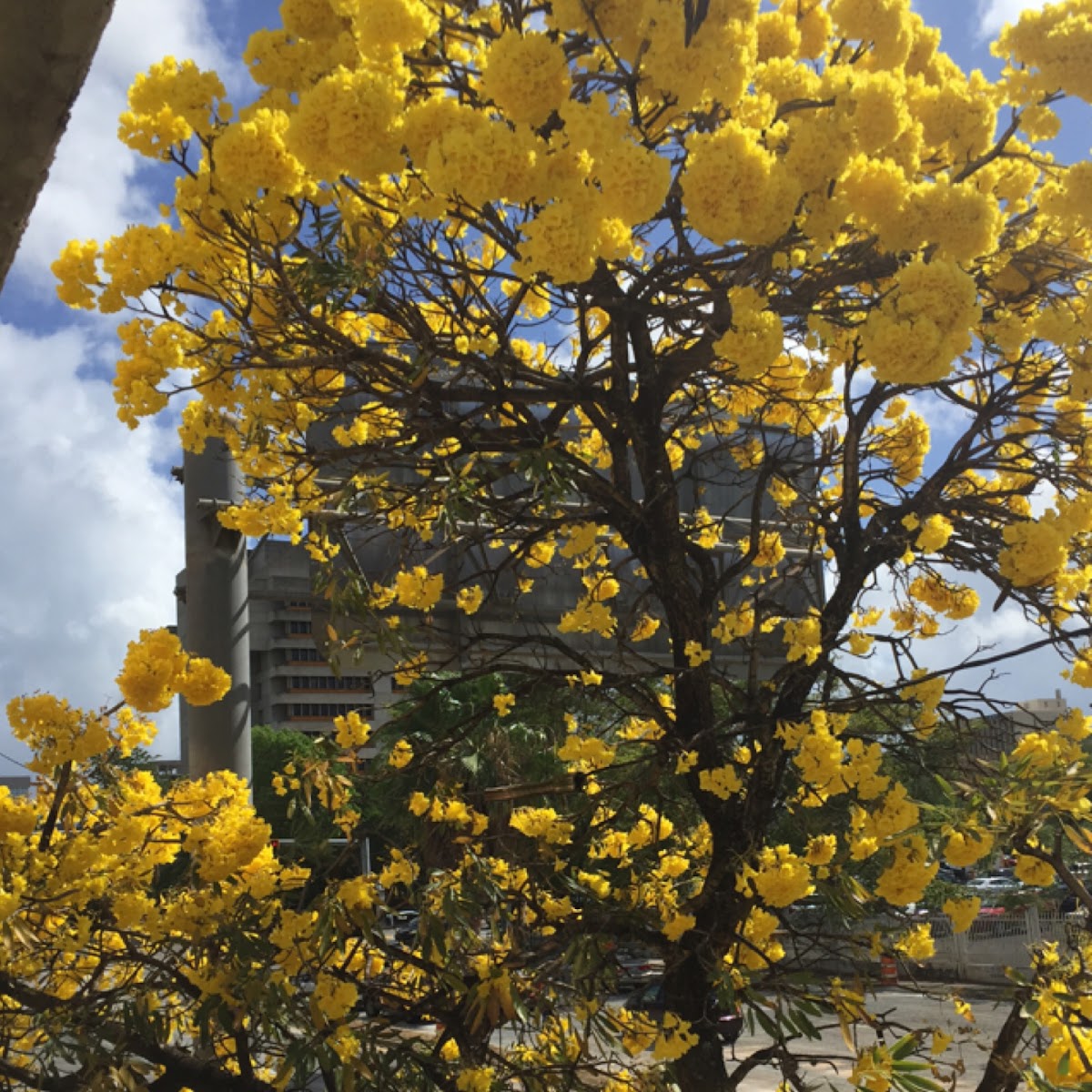 Roble Amarillo