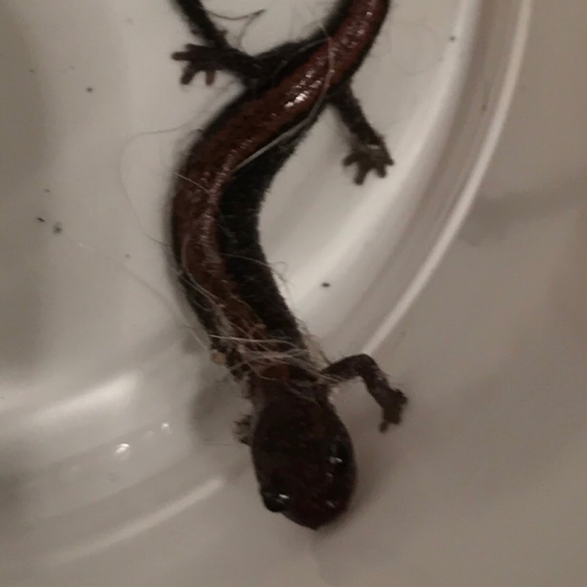 Red-backed Salamander