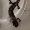 Red-backed Salamander