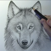 How to draw wolves  Icon