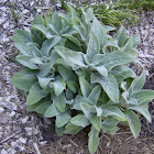 Lamb's Ear