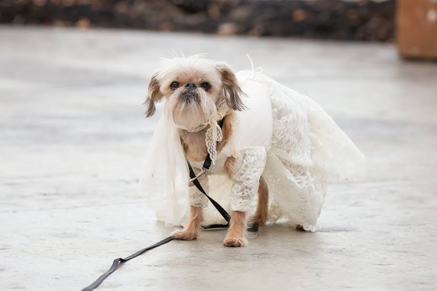 Wedding photographer Erica Hasenjager (ericahasenjager). Photo of 31 December 2019