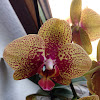 Orchidee phalaenopsis