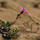 Silene colorata