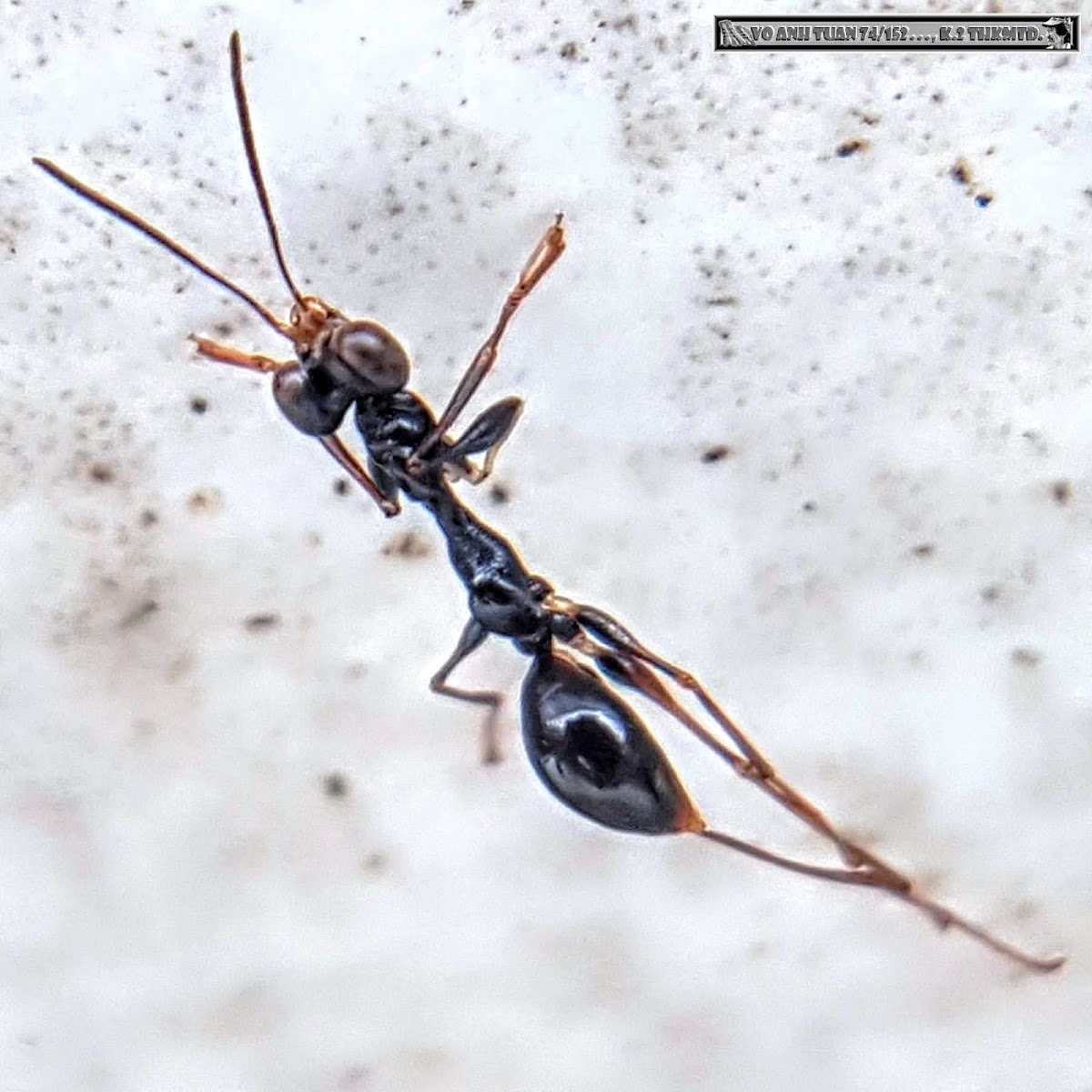 Hump-backed pincer wasp (wingless female)