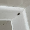 Black house spider