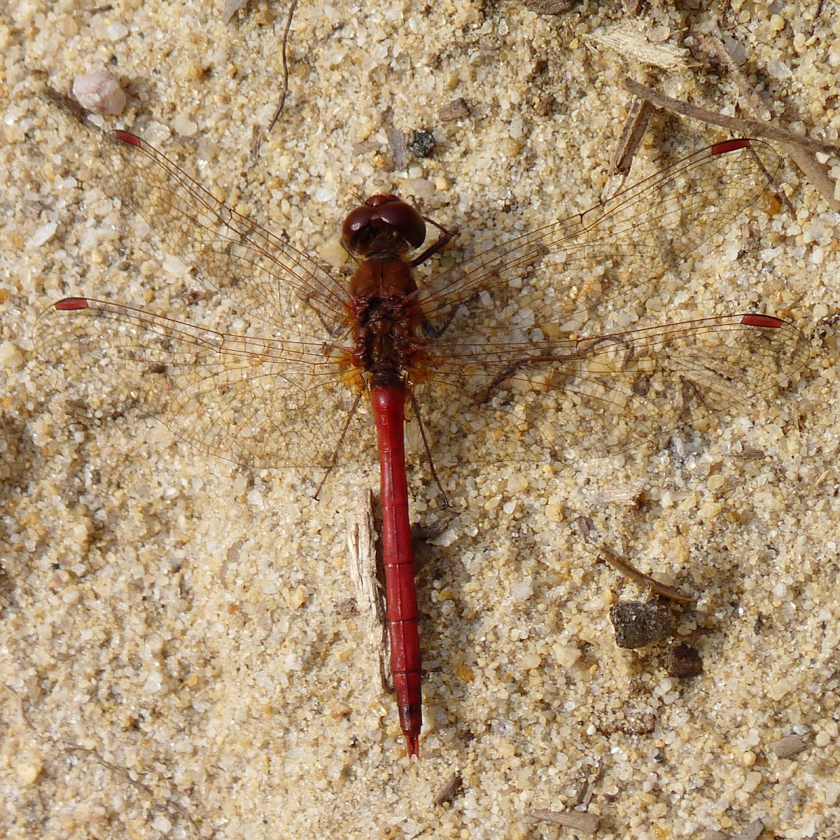 Autumn Meadowhawk