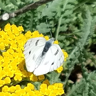 Checkered white butterfly