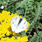 Checkered white butterfly