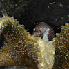 Six-armed Sea Star