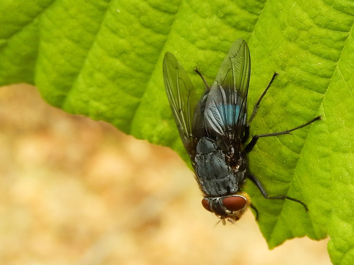 Blue bottle fly