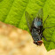 Blue bottle fly