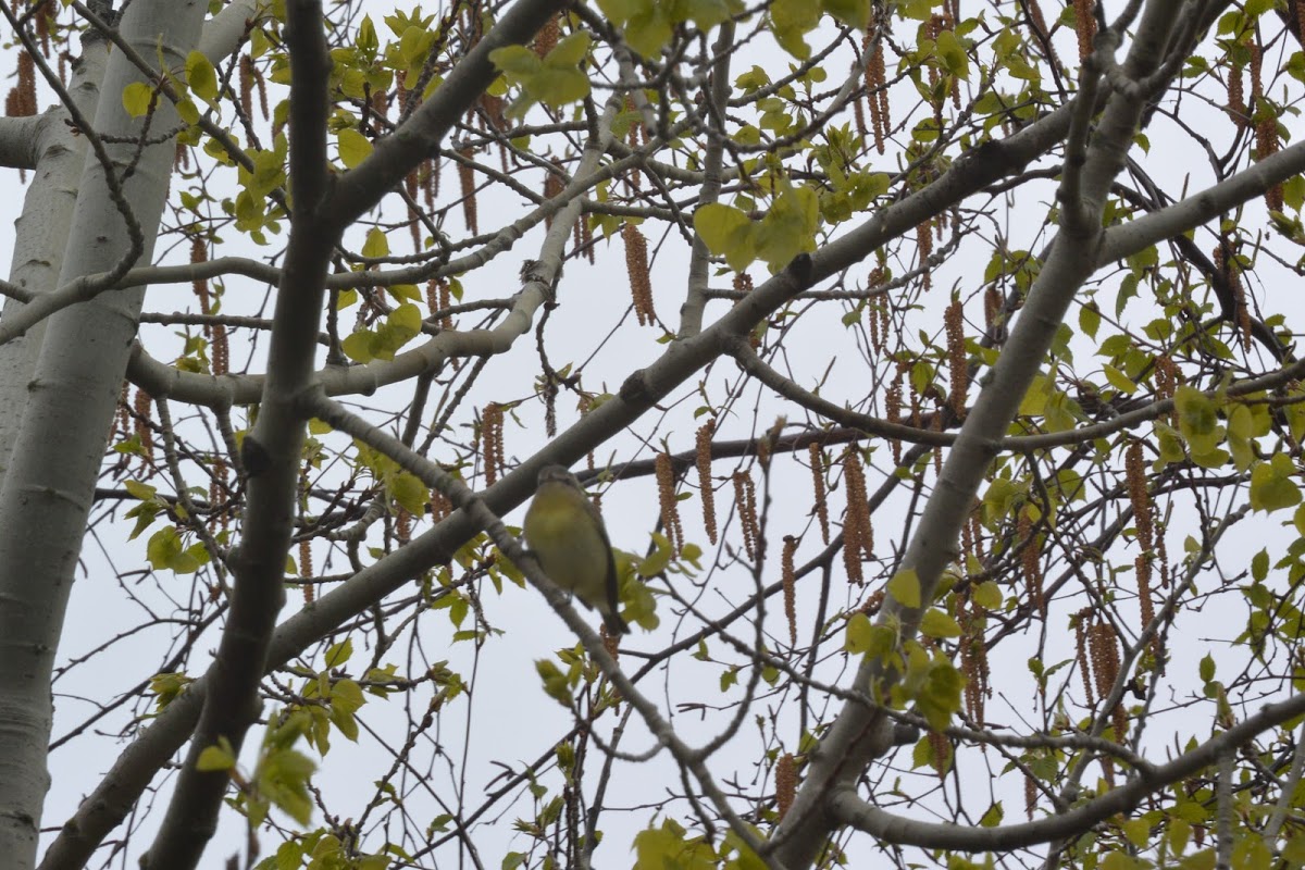 Philadelphia Vireo