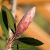 Crimson Bottlebrush