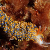 Nudibranch