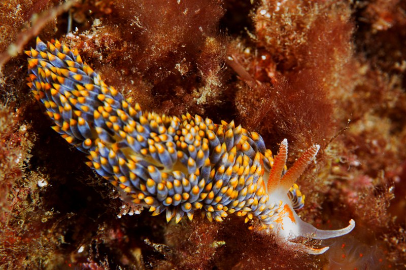 Nudibranch