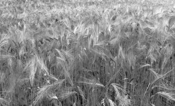 Campo di GRANO di Luigi Apisa