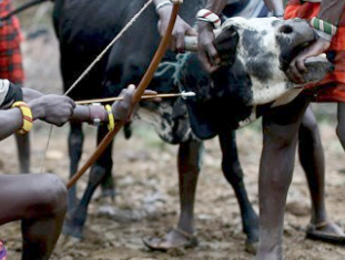 Men restrain a bull as another prepares to shoot an arrow with a shallow point into its neck to extract blood.