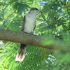 Yellow-billed Cuckoo