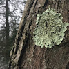 Shield Lichen