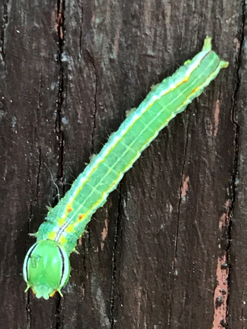 Variable Oakleaf Caterpillar