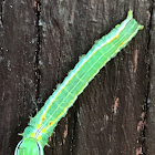 Variable Oakleaf Caterpillar