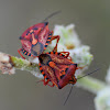 Mediterranean Shield Bug