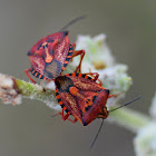 Mediterranean Shield Bug