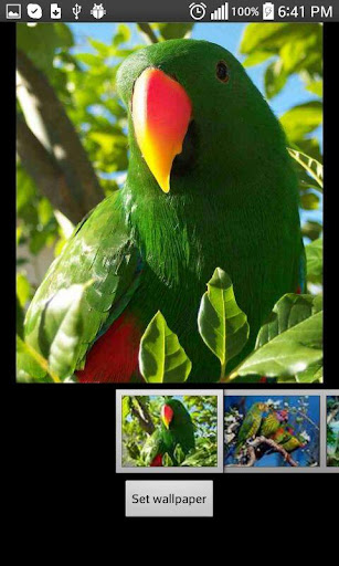 Parrots Live HD Wallpapers