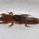 Northern Mole Cricket