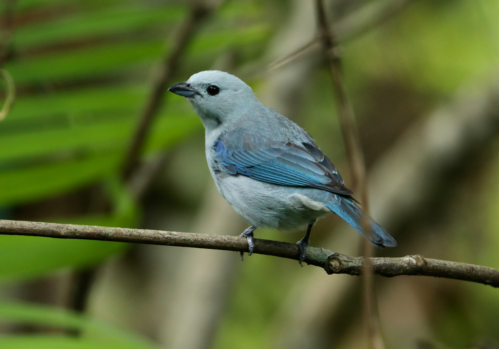 Blue-grey Tanager