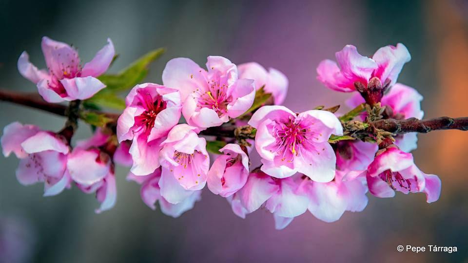 La imagen puede contener: flor, planta, naturaleza y exterior