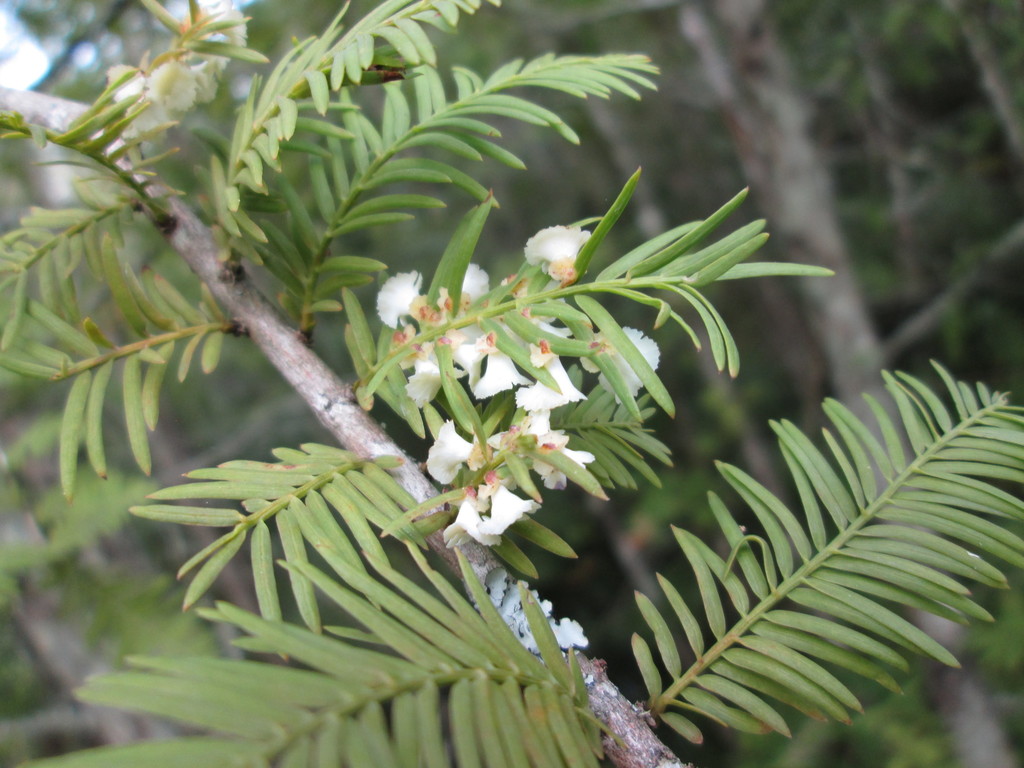 Cypress Flower Gall Midge