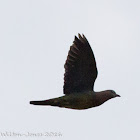 Pink-necked Green Pigeon