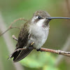 Plain capped starthroat