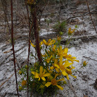 Coastal Plain Honeycombhead