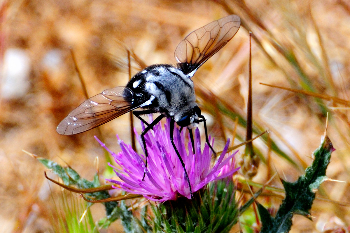 Bee fly; Mosca abeja