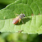 Red-tailed Andrena