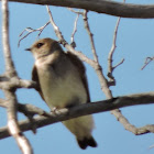 Northern Rough-winged Swallow