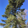 White pine