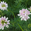 Crown vetch