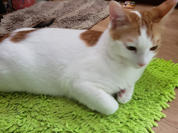α道さんが投稿したドレパ2020・オートポリス・ミルクロード・カッケ～☺️・ちくわはお留守番🐈に関するカスタム事例の投稿画像9枚目